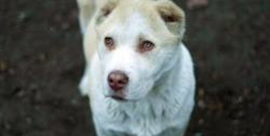 დაიკარგა დაბალბეწვიანი ქართული ნაგაზის ჯიშის ძაღლი