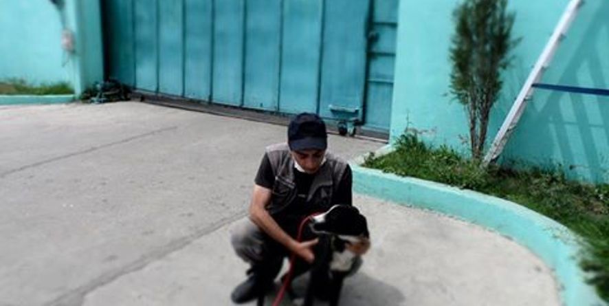 კრწანისის ქუჩიდან 27 მაისს შემოყვანილ იქნა დაკარგული ძაღლი