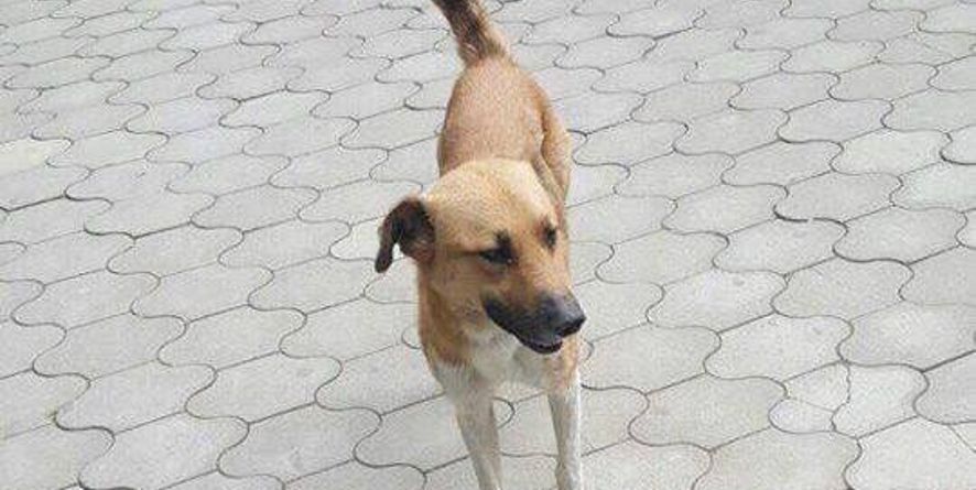 ვერის პარკის ტერიტორიიდან დაკარგულია 3 მიკედლებული ძაღლი