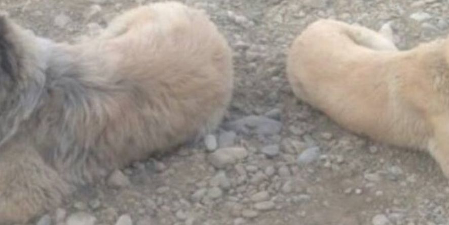საგურამოს მიმდებარე ტერიტორიიდან დაიკარგა ორი ძაღლი. კავკასიური ნაგაზის ჯიშის (ხვადი სახელად ბუთა) და მეტისი (ძუ სახელად მარგო).