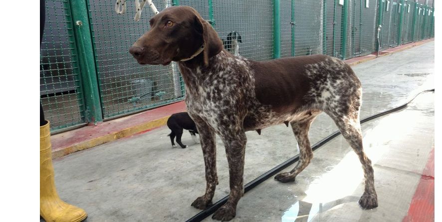 სავარაუდოდ დაკარგული კურცჰაარის მეტისი