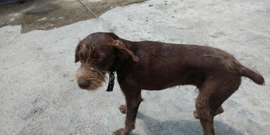 სავარაუდოდ დაკარგული დრათჰაარის მეტისი