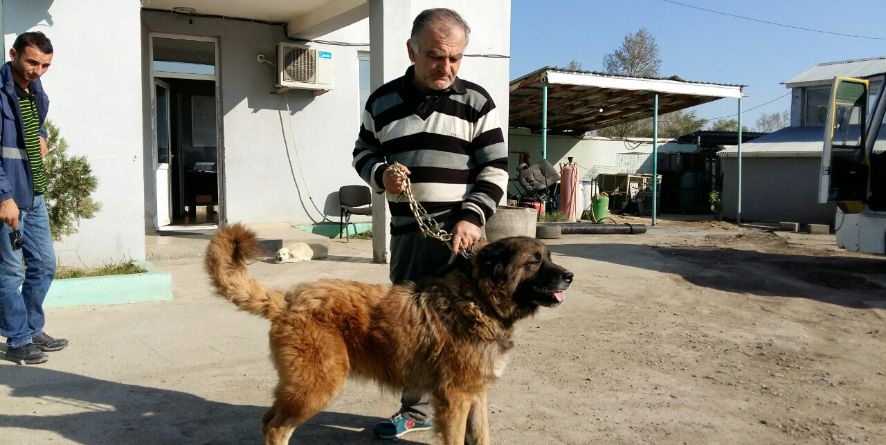 მუნიციპალური თავშესაფრიდან გაჩუქდა წითური ნაგაზი