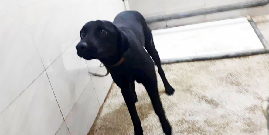 დაკარგული მეტისი თავშესაფარშია