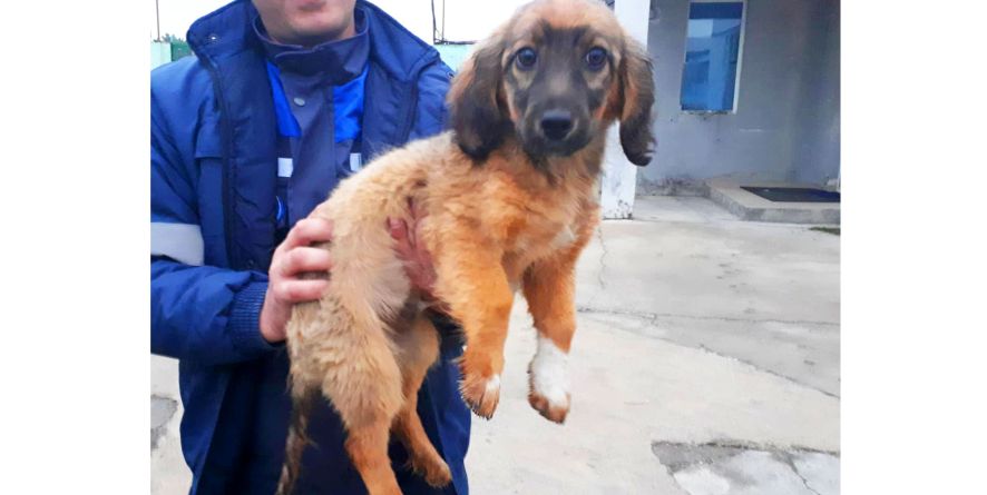 დაკარგული მეტისი ლეკვი თავშესაფარშია