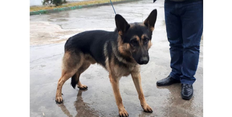 დაკარგული გერმანული ნაგაზი ან გერმანული ნაგაზის მეტისი თავშესაფარშია