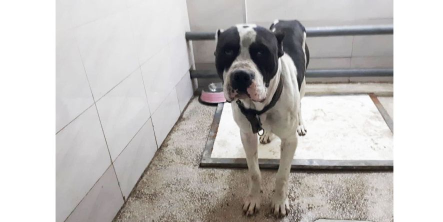 დაკარგული პიტბული ან პიტბულის მეტისი თავშესაფარშია