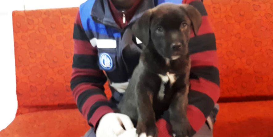 დაკარგული ლაბრადორის ან ლაბრადორის მეტისი ლეკვი თავშესაფარშია