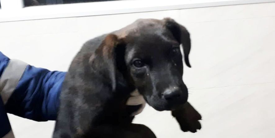 დაკარგული ლაბრადორის ან ლაბრადორის მეტისი ლეკვი თავშესაფარშია