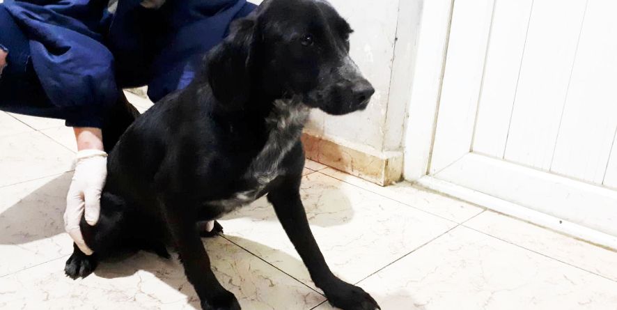 დაკარგული მეტისი თავშესაფარშია