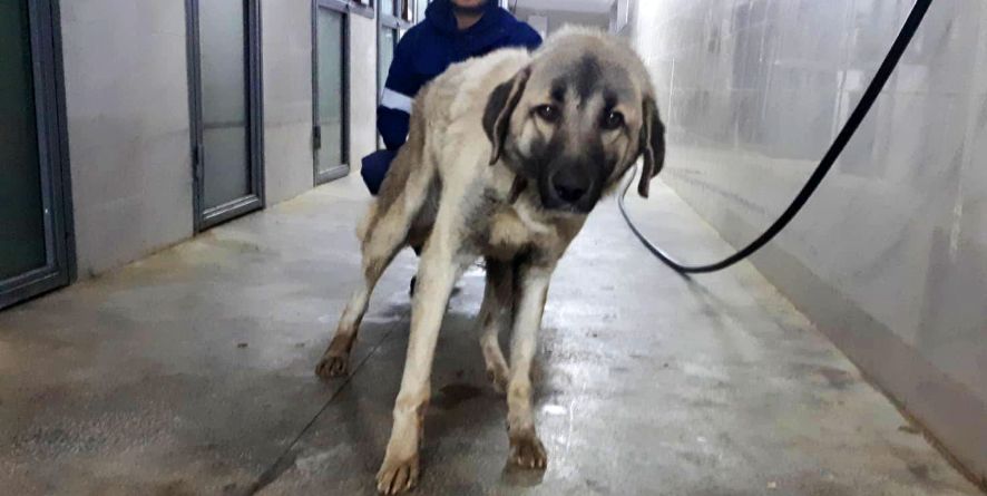 დაკარგული მეტისი თავშესაფარშია