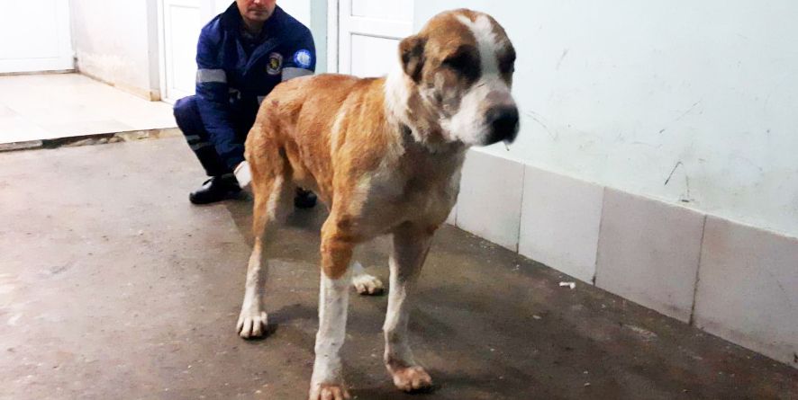 დაკარგული ნაგაზი ან ნაგაზის მეტისი თავშესაფარშია