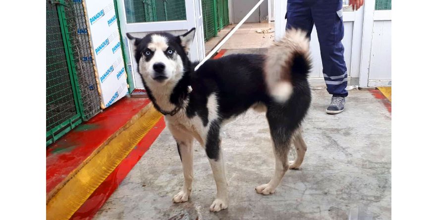 დაკარგული ჰასკი ან ჰასკის მეტისი თავშესაფარშია