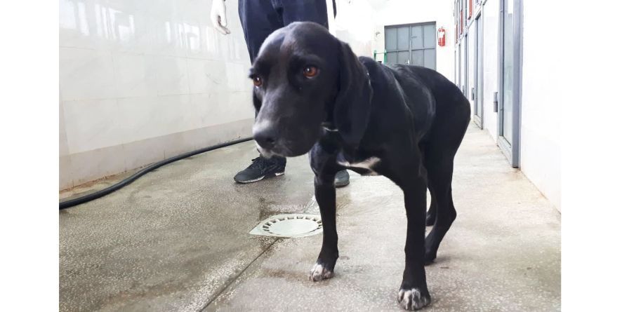 დაკარგული მეტისი თავშესაფარშია