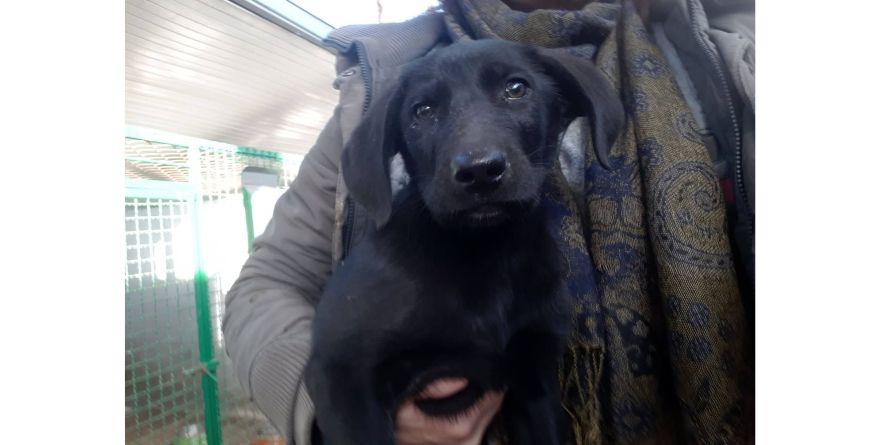 დაკარგული მეტისი ლეკვი თავშესაფარშია