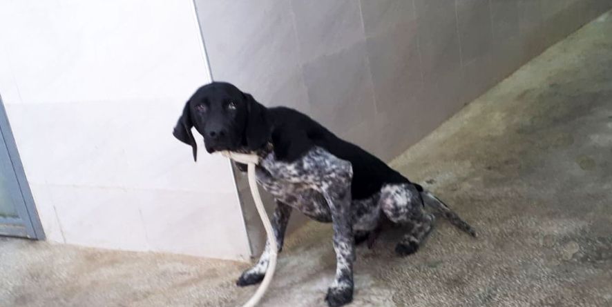 დაკარგული კურცჰაარი ან კურცჰაარის მეტისი თავშესაფარშია