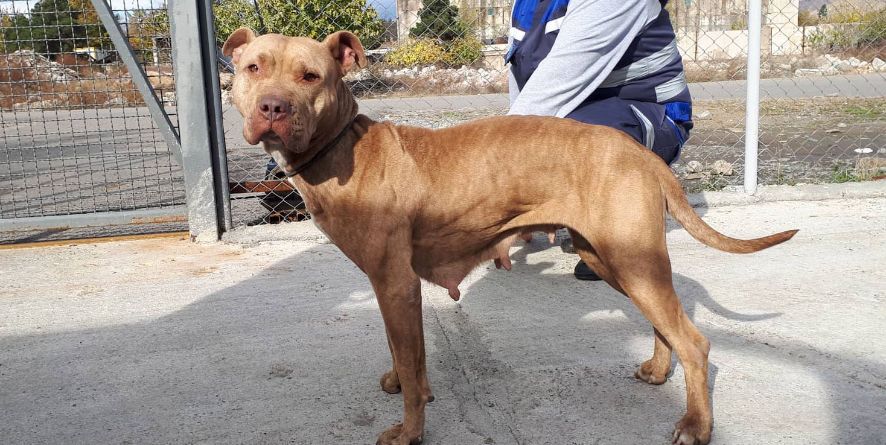 დაკარგული პიტბული ან პიტბულის მეტისი თავშესაფარშია