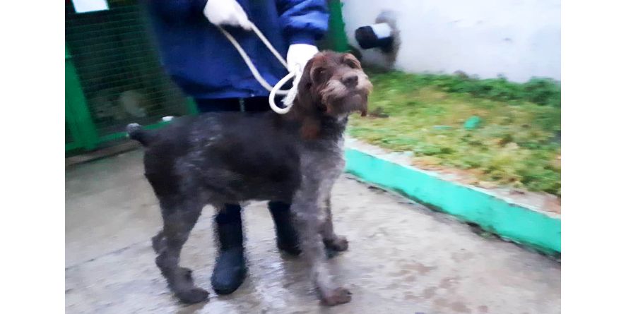 დაკარგული დრათჰაარი ან დრათჰაარის მეტისი თავშესფარშია