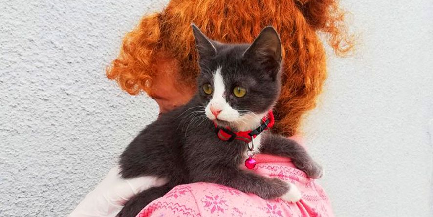 დაკარგული კნუტი თავშესაფარშია