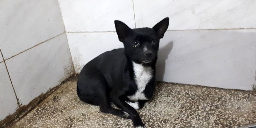 დაკარგული ტოი ტერიერი ან ტოი ტერიერის მეტისი თავშესაფარშია