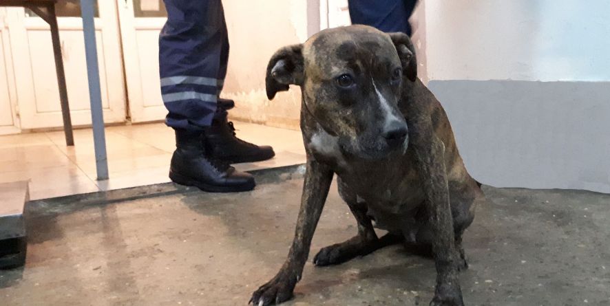 დაკარგული პიტბული ან პიტბულის მეტისი თავშესაფარშია