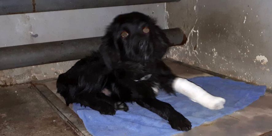 დაკარგული მეტისი თავშესაფარშია