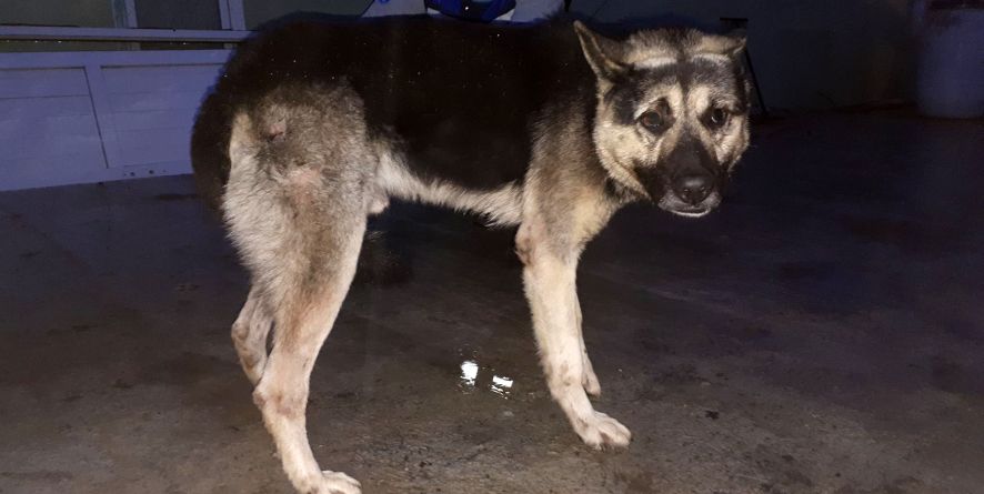 დაკარგული გერმანული ნაგაზი ან გერმანული ნაგაზის მეტისი თავშესაფარშია