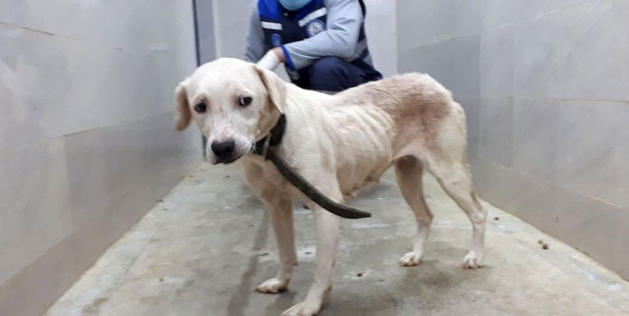 დაკარგული ლაბრადორი ან ლაბრადორის მეტისი თავშესაფარშია