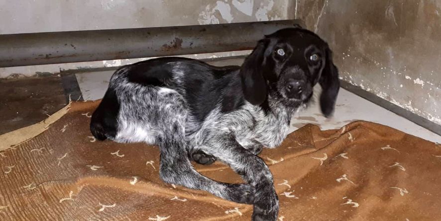 დაკარგული დრათჰაარი ან დრათჰაარის მეტისი თავშესფარშია