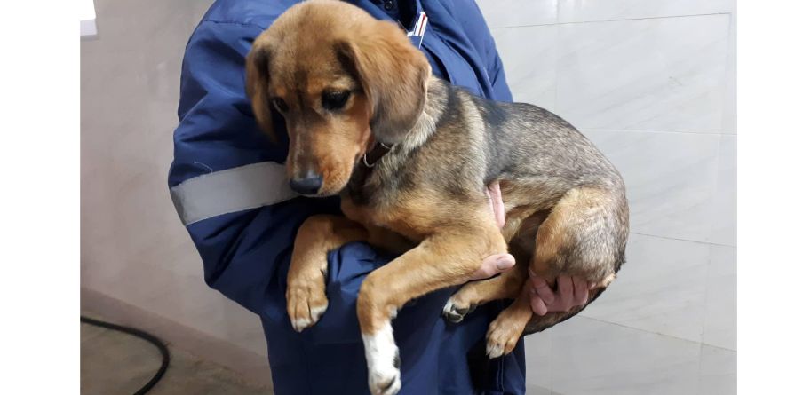 დაკარგული მეტისი ლეკვი თავშესაფარშია