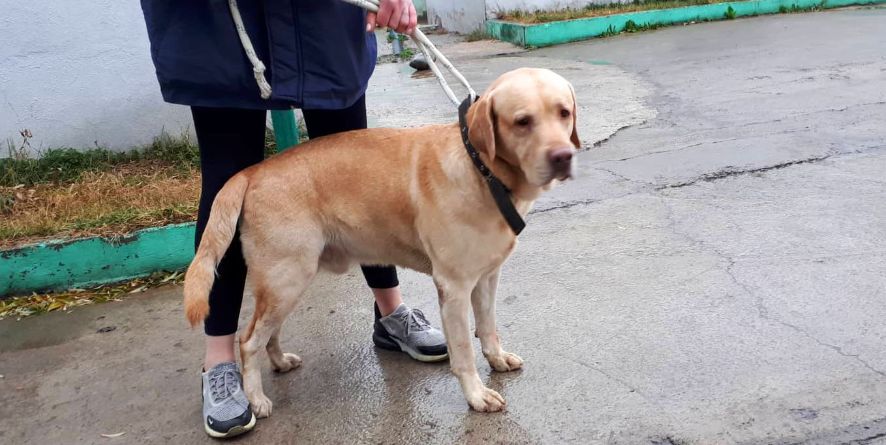 დაკარგული ლაბრადორი ან ლაბრადორის მეტისი თავშესაფარშია