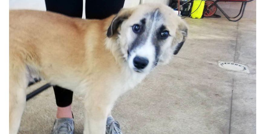 დაკარგული მეტისი თავშესაფარშია