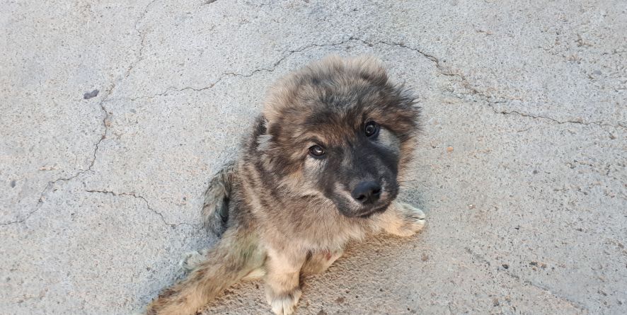 დაკარგული ნაგაზის ან ნაგაზის მეტისი ლეკვი თავშესაფარშია