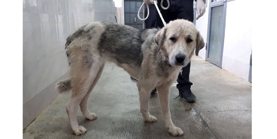 დაკარგული მეტისი თავშესაფარშია